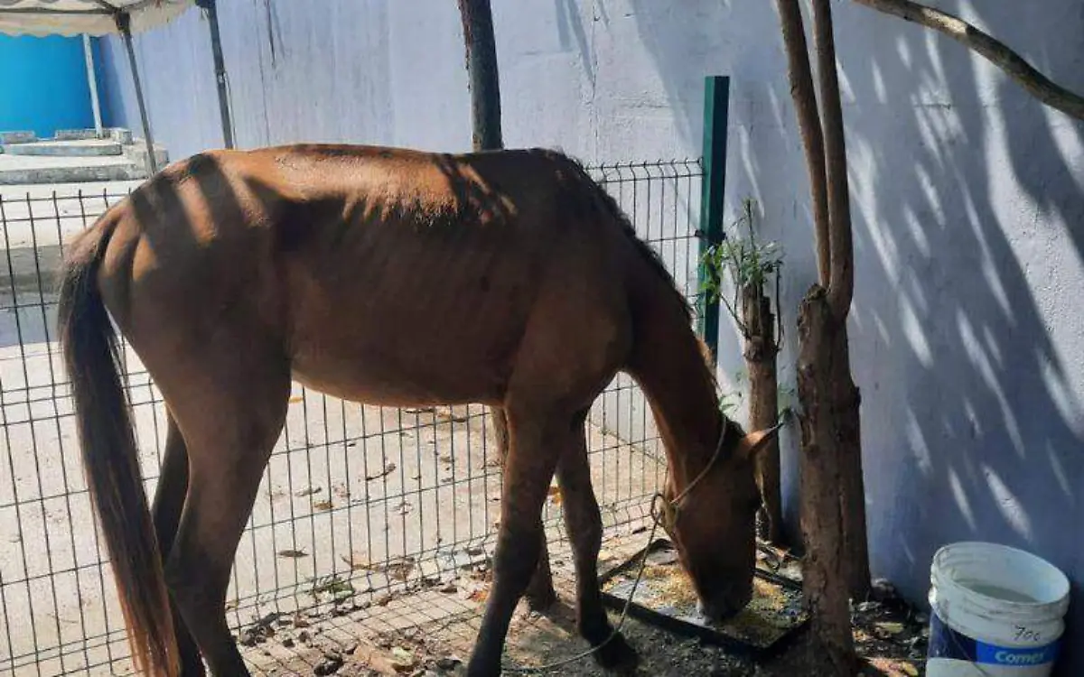 Caballo atropellado en Tampico tiene final feliz 